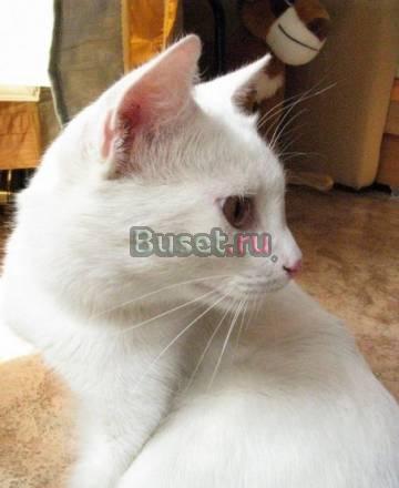 Котик Ромео в добрые руки Саратов