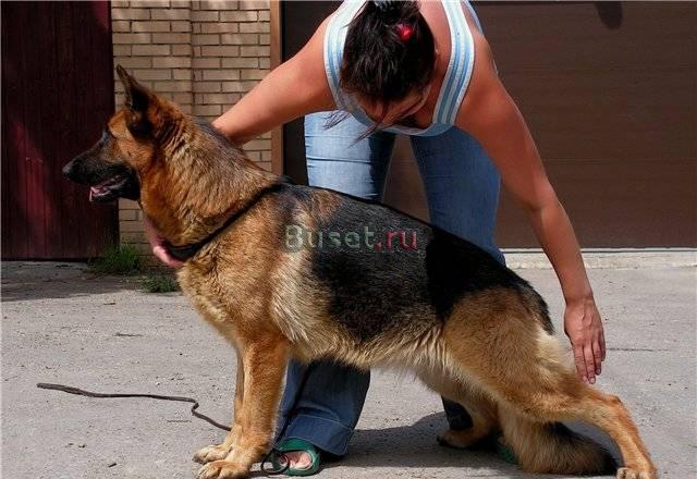 Немецкая овчарка, сука, 2 года, с документами Самара