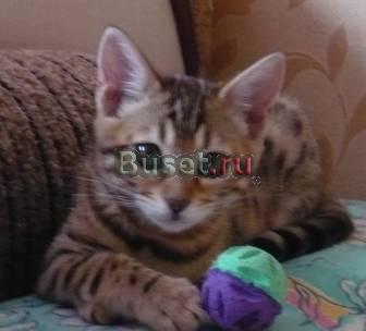 Бенгальская кошечка 6 мес Москва