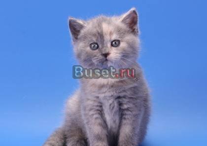 Шикарные британские котята для вас Москва