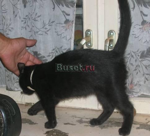 Отдам котенка Москва