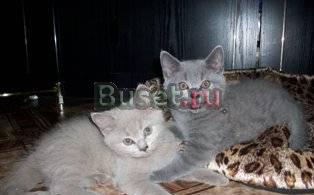 Шотландские котята Нижний Новгород