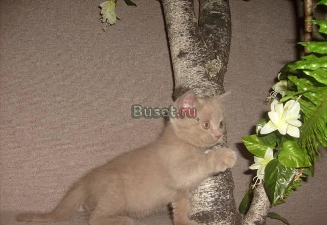 Шотландские котятаДля души и разведения Москва