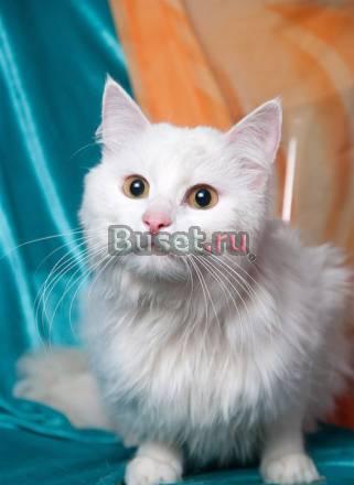 Белоснежный пушистый кот Лаврик (1,5 г.) Москва