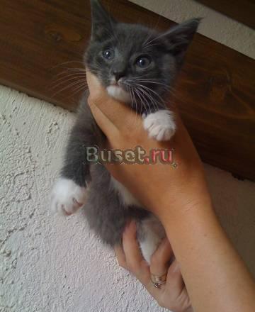 Серенький котик Санкт-Петербург