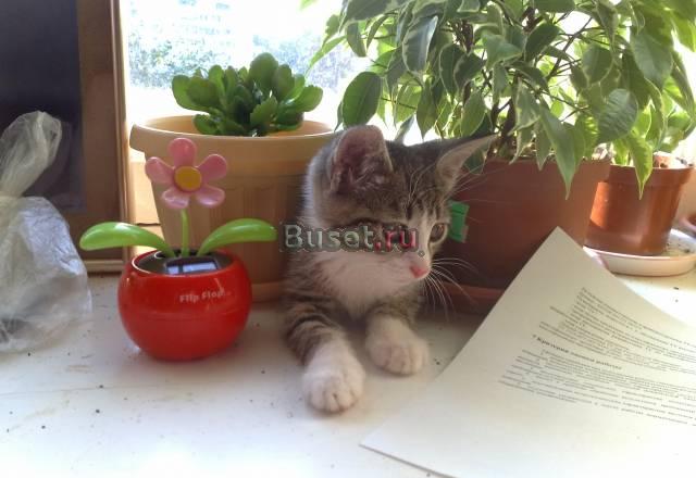 Котенок ищет хозяина Екатеринбург