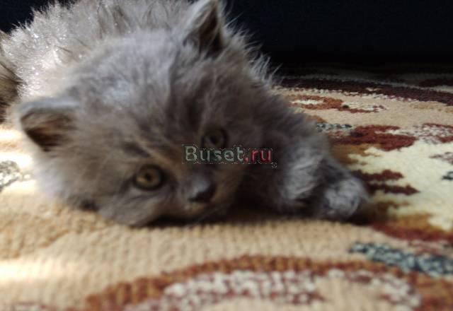 Великолепные британские котята. Недорого Казань
