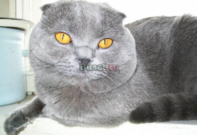 Очеровательные котята Серпухов