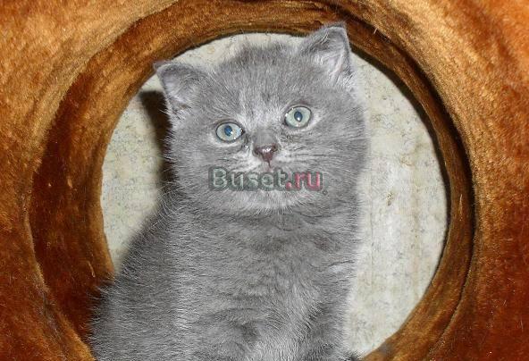 Шикарный шотландский голубой котик  2мес Москва