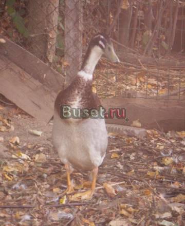 Утки индийский бегун(не дорого) Клин