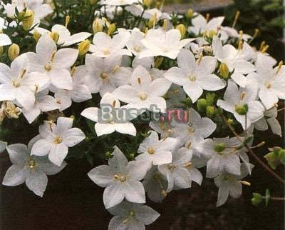 Куплю  Кампанула ("жених и невеста") Санкт-Петербург