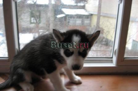 Продаются щенки сибирской хаски Раменское