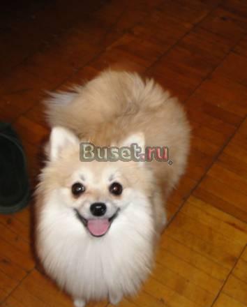 Щенки шпица Екатеринбург