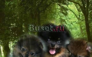 Щенки померанцы Москва