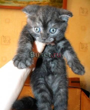Шотландские котята (осталось двое) Москва