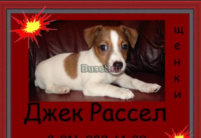 Джек рассел терьер Москва