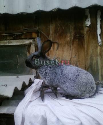 Кролики Уфа