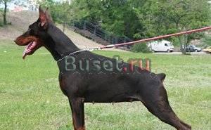 Щенки добермана Воронеж