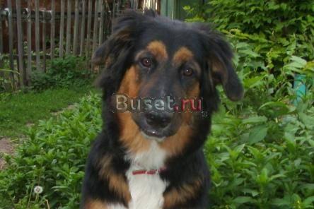 Щенок в добрые руки (8,5 месяцев) Саратов