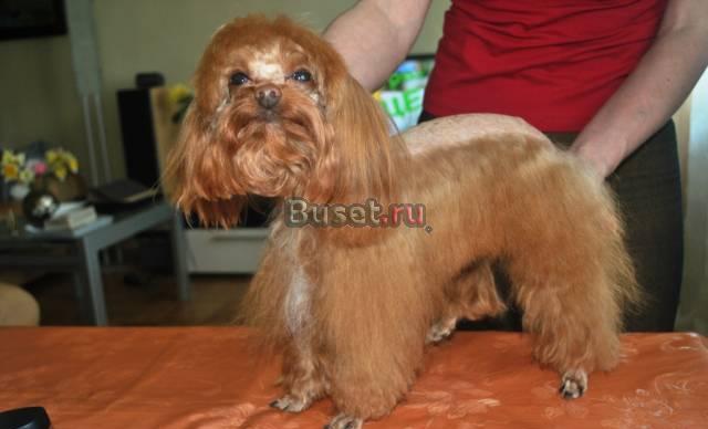 Стрижки собак Санкт-Петербург