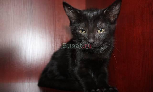 Отдам котят в хорошие руки с Р о Ч н О Москва