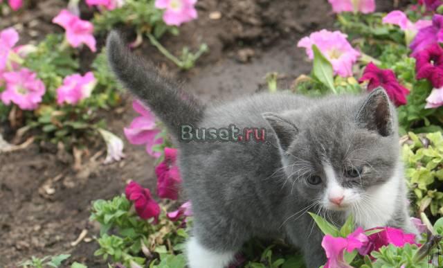 Отдам котенка в хорошие руки) Москва