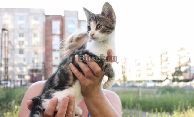 Котенок 3 мес Санкт-Петербург