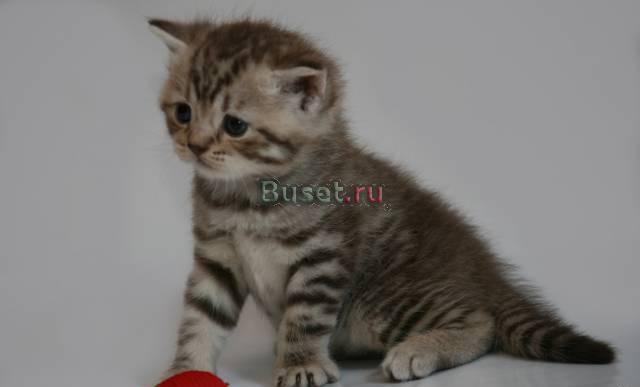 Очаровательные британские котята Санкт-Петербург