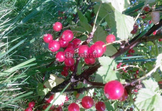 Земля недорого Москва