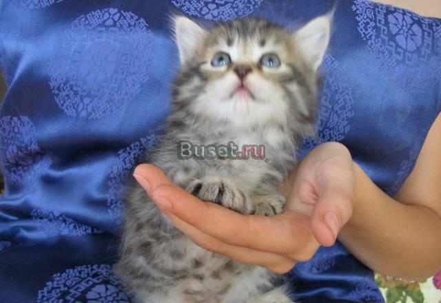 Котик (полтора месяца). Настоящая умница. Отдам Москва