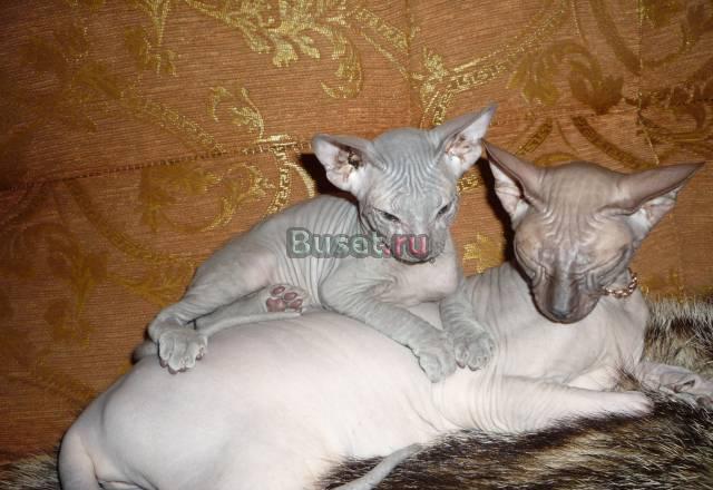 Продаются котята донского сфинкса Москва