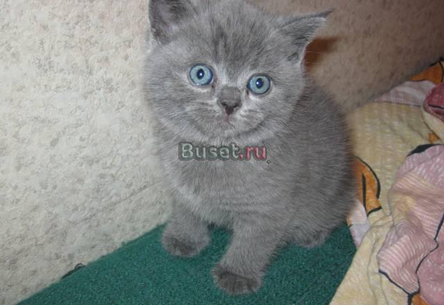 Британский котенок, подвезу к метро Москва