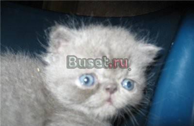 Экзотические и персидские котята Москва