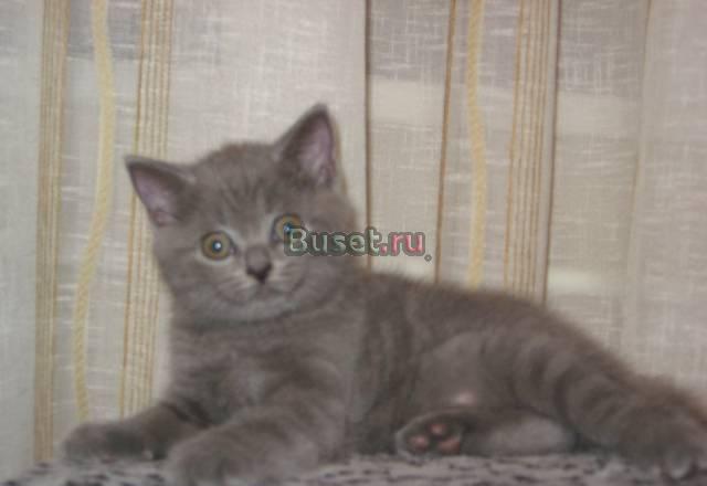 Котик британец голубого мраморного окраса Санкт-Петербург