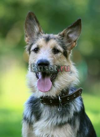 Рони-метис терьера и овчарки в заботливые руки Москва