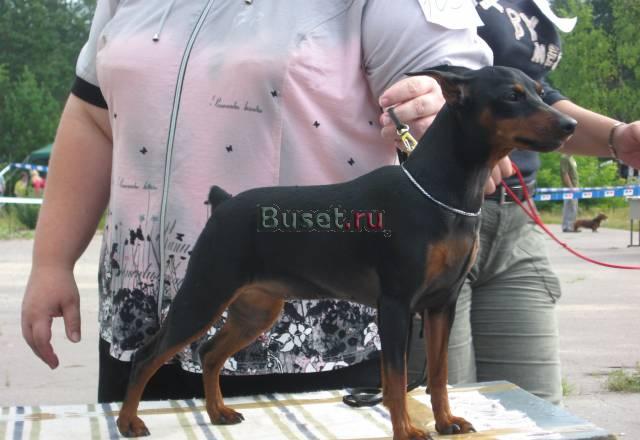Щенок цвергпинчера Владимир