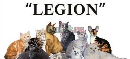 Клуб Любителей Кошек "legion" предлагает породисты Москва