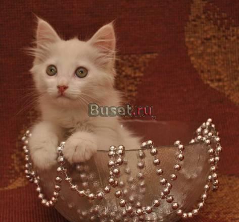Отдам ангорских котят, белоснежные пушистые Санкт-Петербург