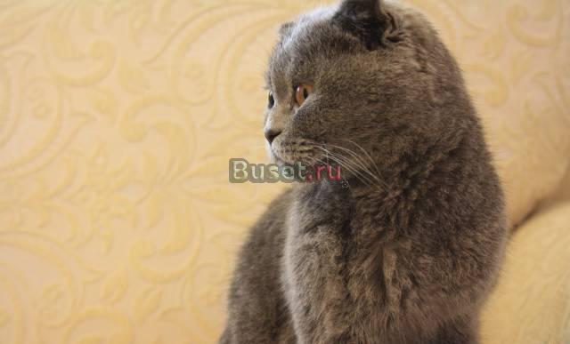 Котята Скотиш Фолд, Вислоухие Британци 2500р Москва