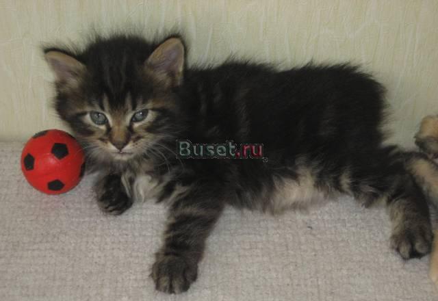 Котята - курильский бобтейл Москва