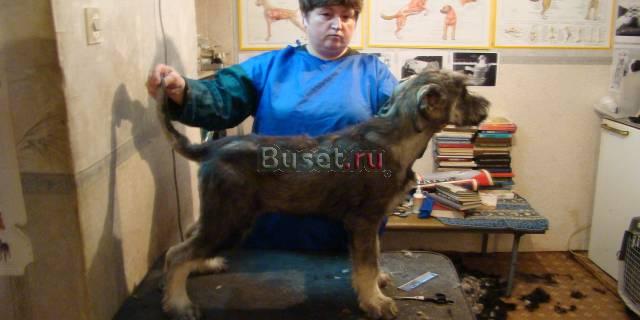 Щенки ризеншнауцера Иркутск