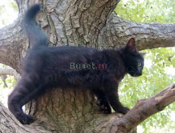 Котенок 2 мес. девочка Владивосток