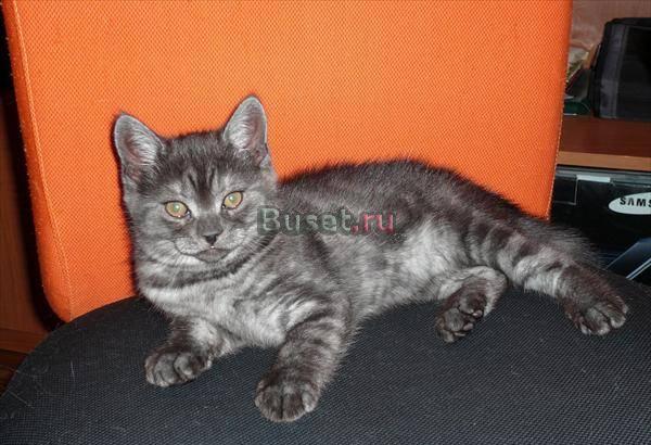 Британские котята Томск