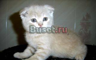 Котики шотландские вислоухие крем и голубой Москва
