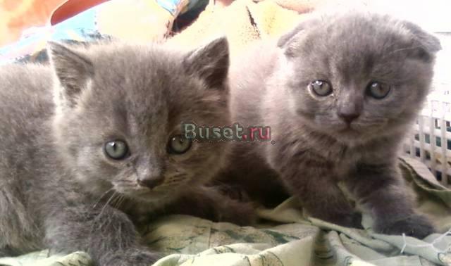 Британские котята Краснодар