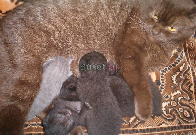 Британские котята Барнаул
