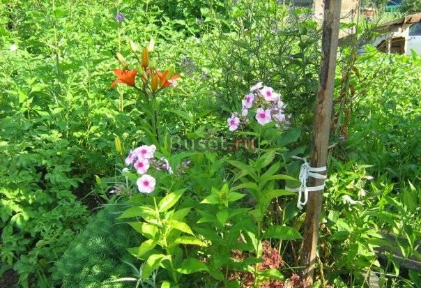 Участок от хозяина, Гатчина, п. Верево Гатчина