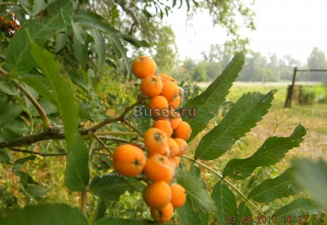 10+6 соток в деревне Наумовское Москва