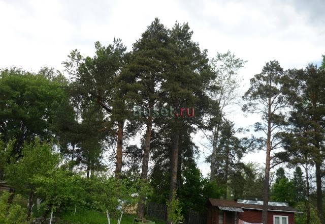 Участок 12 соток в Сосново с большими соснами Санкт-Петербург
