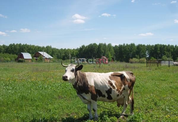 12 соток за 850 тыс Москва